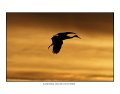 7432 sandhill crane at sunset
